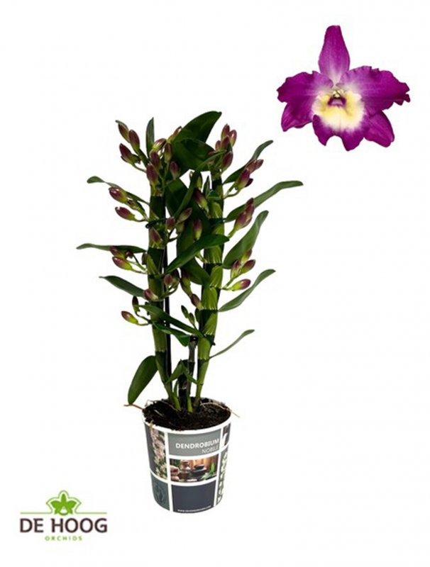 HOUSE Dendrobium nob Bouquet Purple Rain 2t 479269