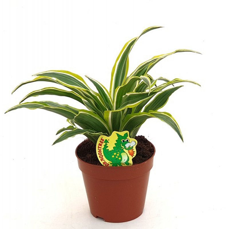 HOUSE Dracaena Dragon frag comp. Surprise 438700