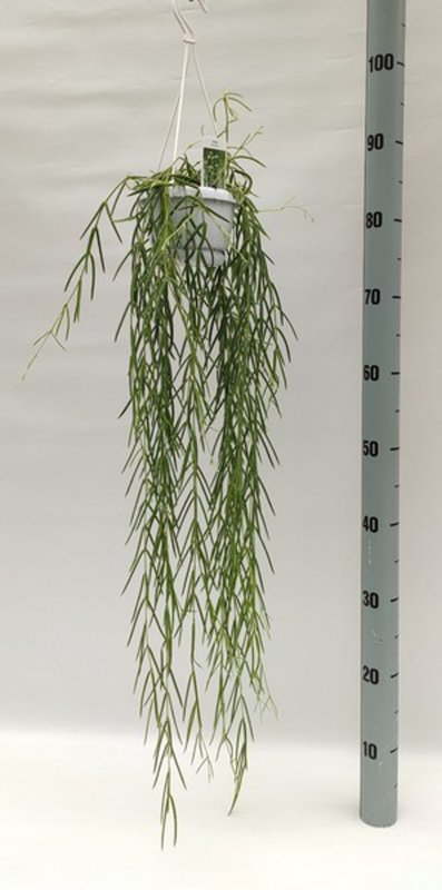HOUSE Hoya linearis 348479
