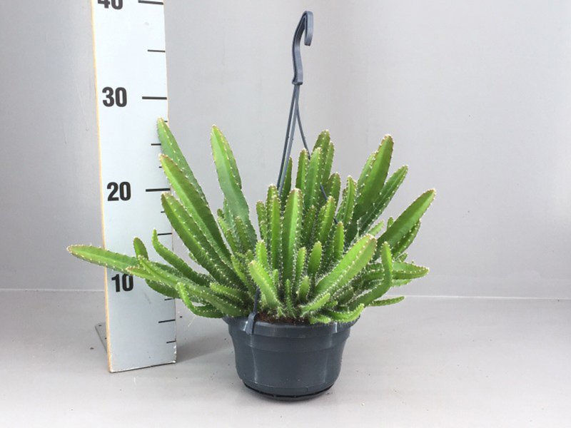 HOUSE Hylocereus undatus hanging 404980