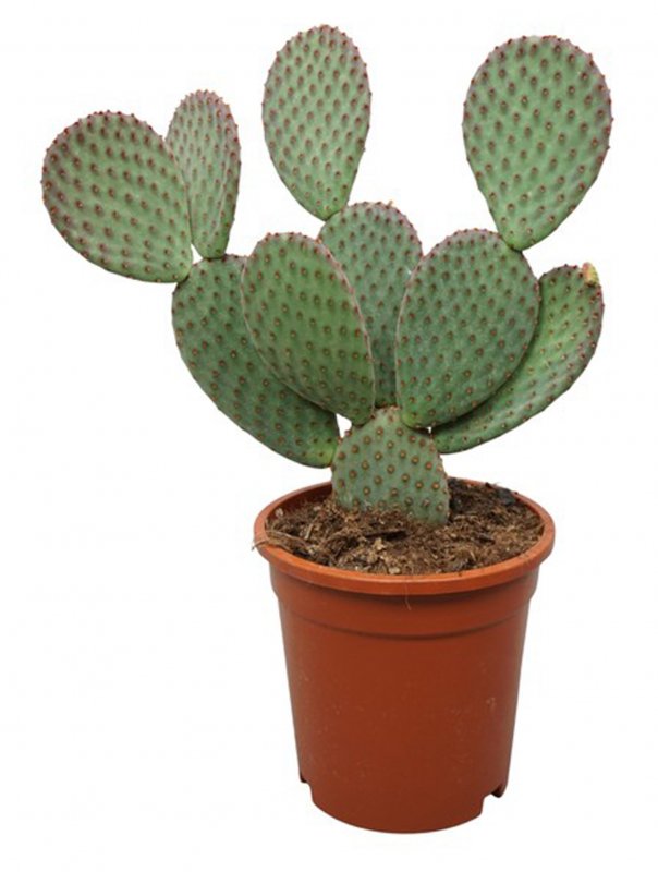 HOUSE Opuntia macrocalyx 434867