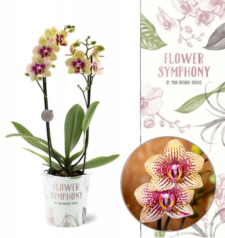 HOUSE Phalaenopsis flower symphony Grazia 2t 460406