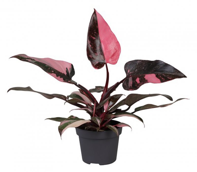 HOUSE Philodendron Pink Princess Marble 503843