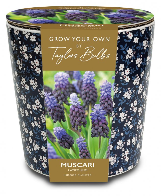 AH35-Ditsy-Blue-Floral-Muscari-Planter-scaled