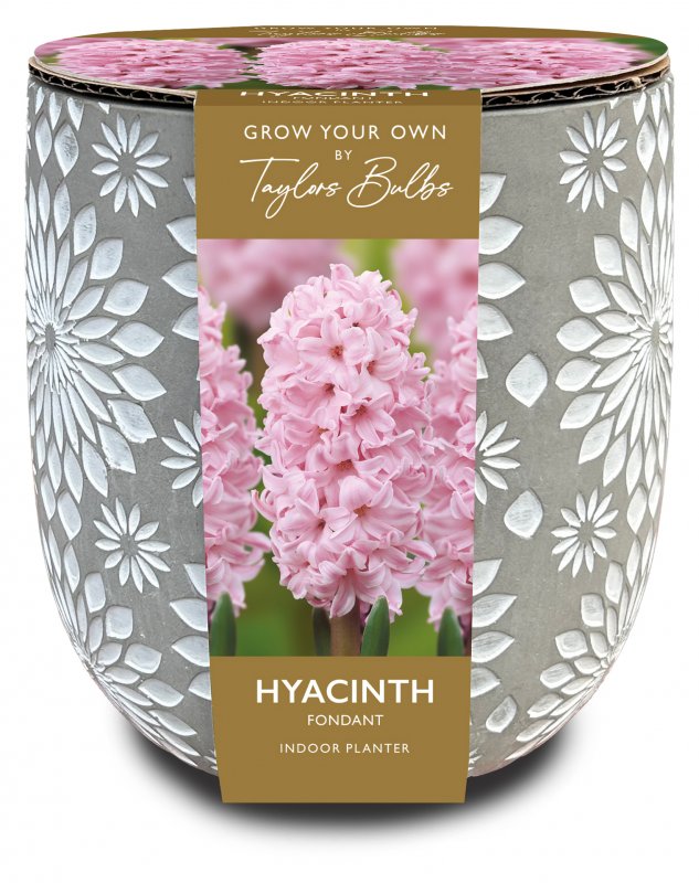 AH79-Engraved-Stone-Hyacinth-Planter