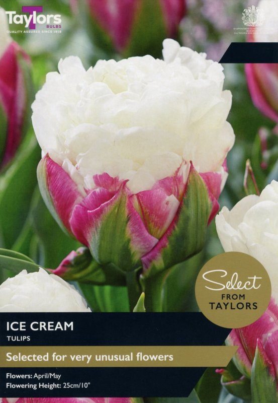 SE501-Ice-Cream-scaled