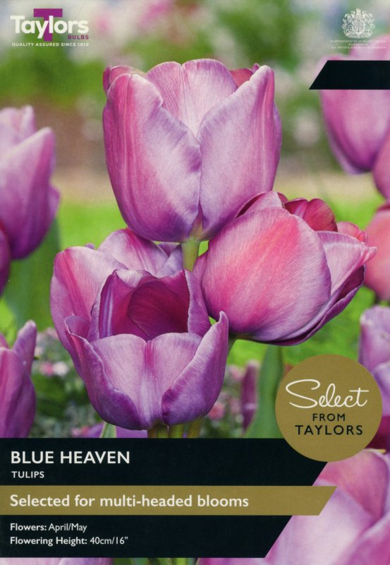 SE582-Blue-Heaven-scaled