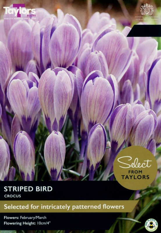 SE663-Striped-Bird-scaled