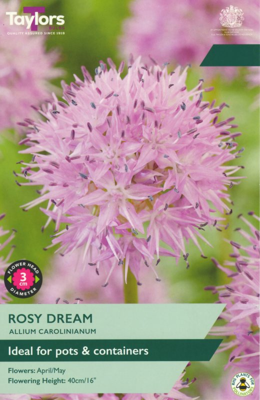 TP0082-Allium-Rosy-Dream