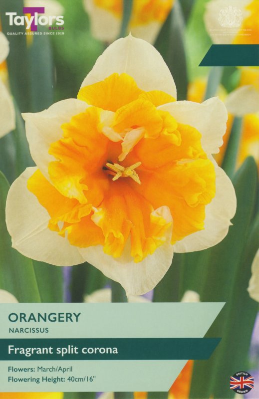 TP159-Orangery