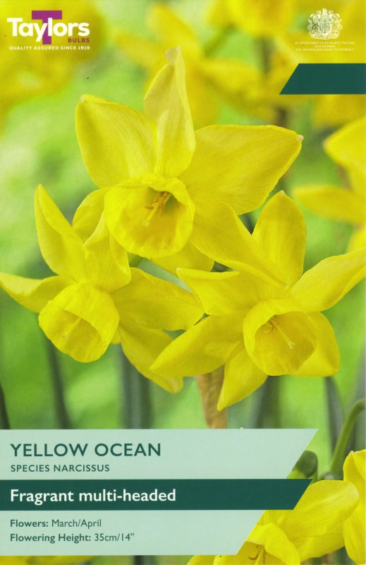 TP269-Yellow-Ocean