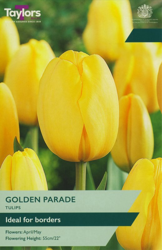 TP411-Golden-Parade