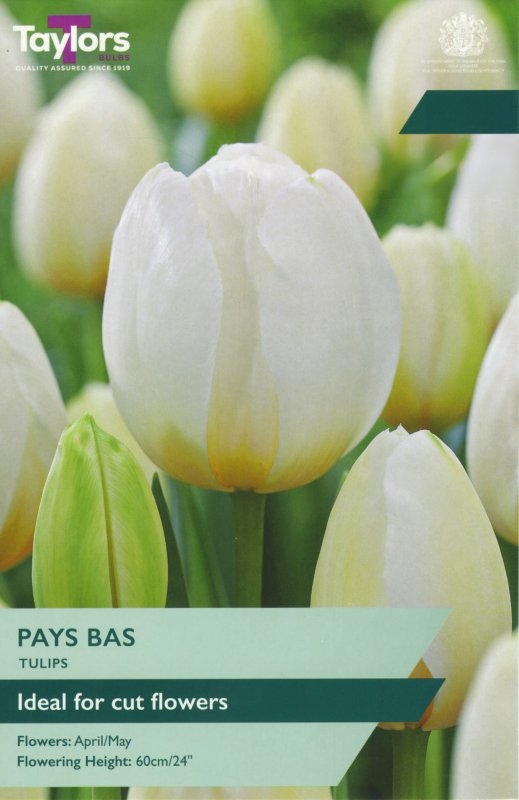 TP419-Pays-Bas
