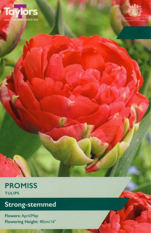 TP446-Promiss