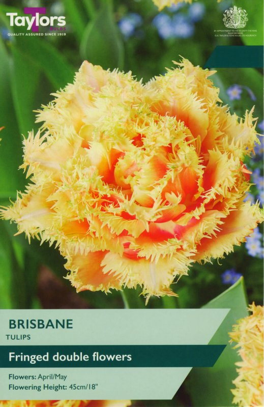 TP506-Brisbane