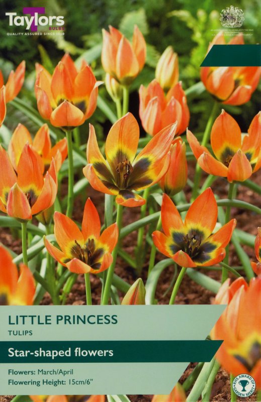 TP559-Little-Princess
