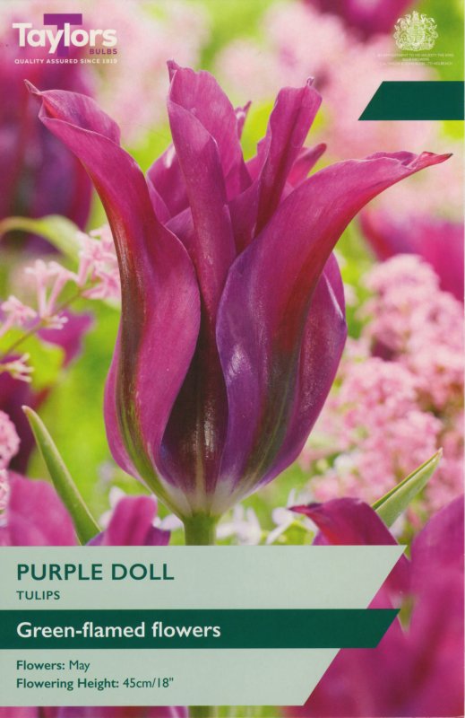 TP594-Purple-Doll