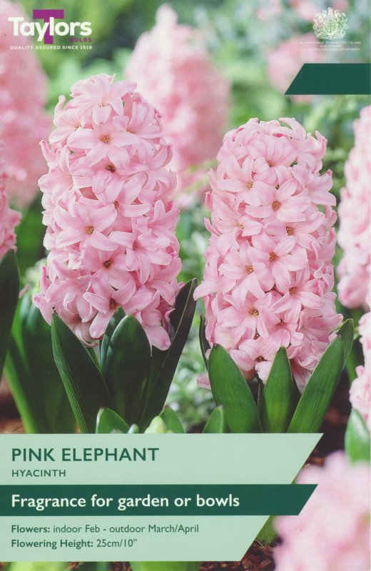 TP629-Pink-Elephant_garden