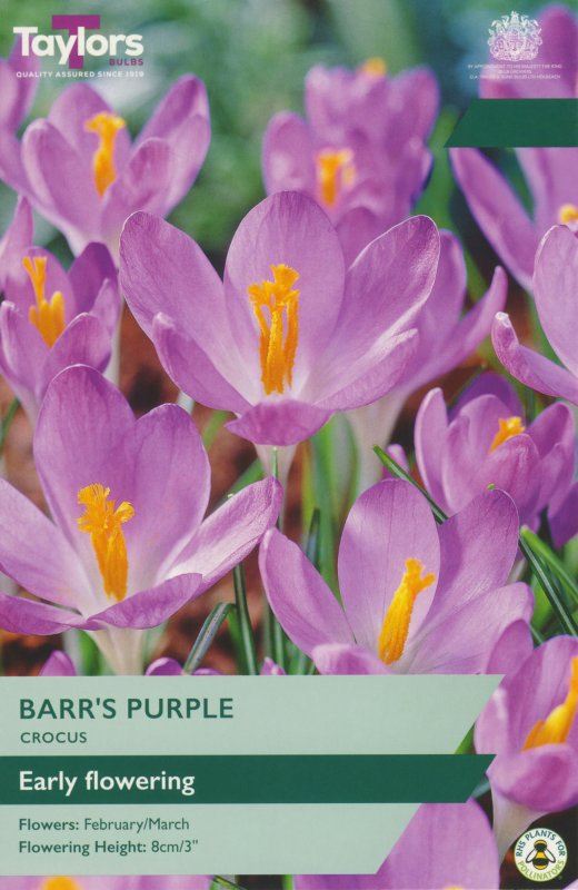 TP663-Barrs-Purple