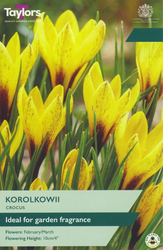 TP677-Korolkowii