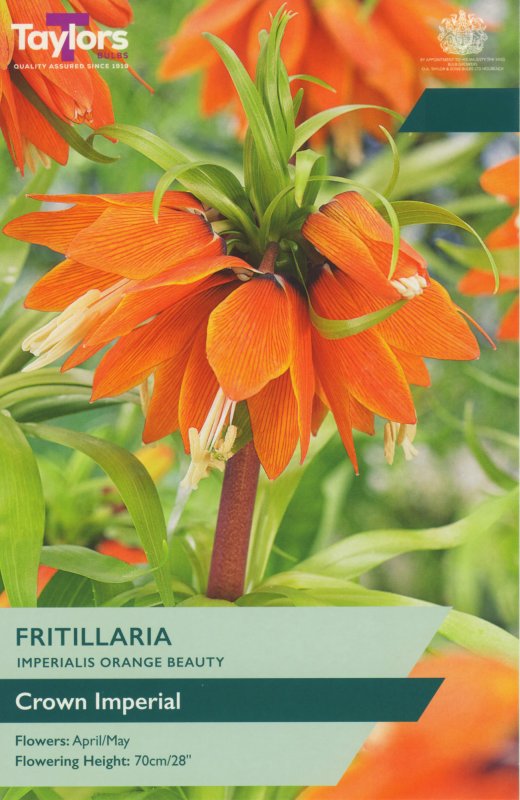TP751-Frit-Orange-Beauty