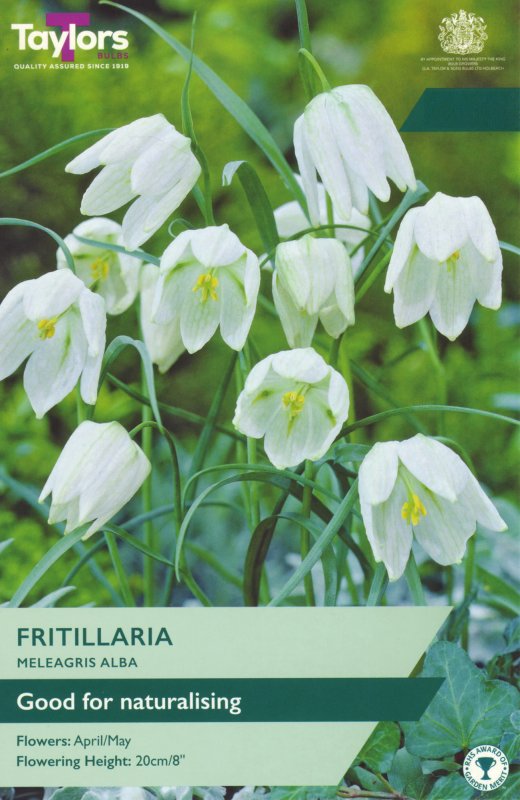 TP753-Frit-Meleagris-Alba