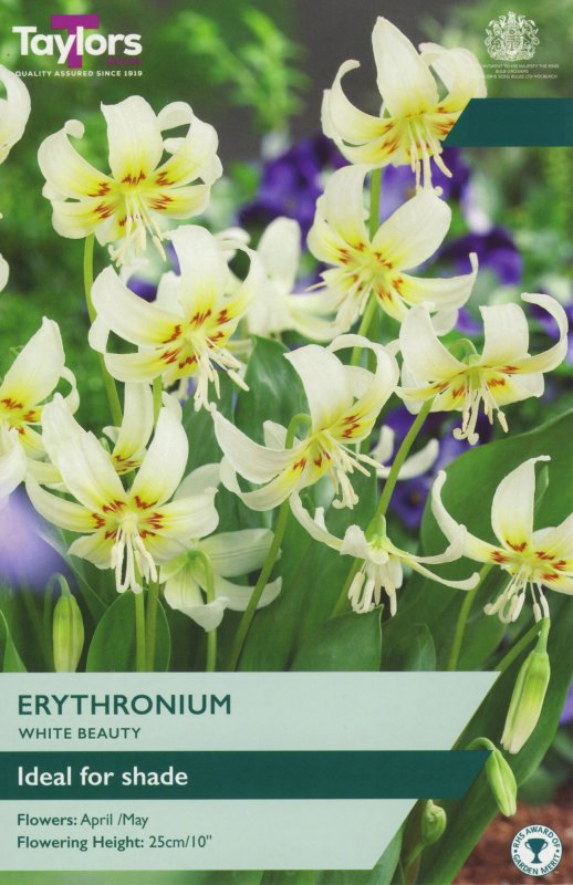 TP767-Erythronium-White-Beauty