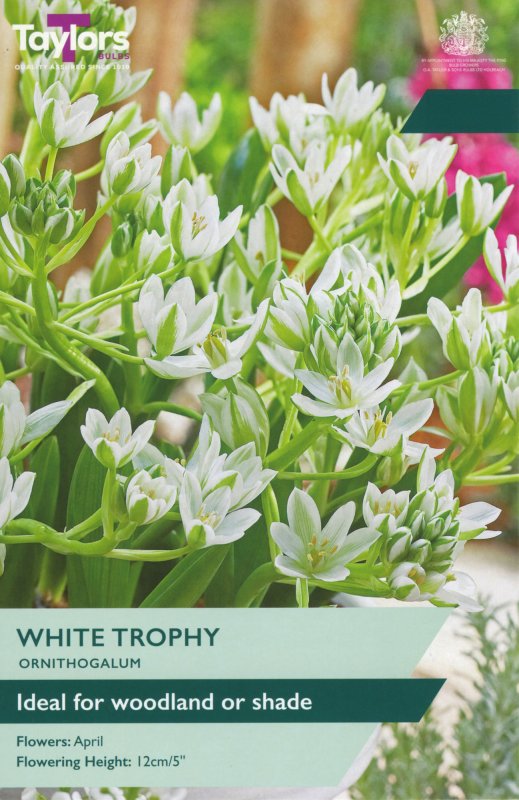 TP910-Ornithogalum-White-Trophy