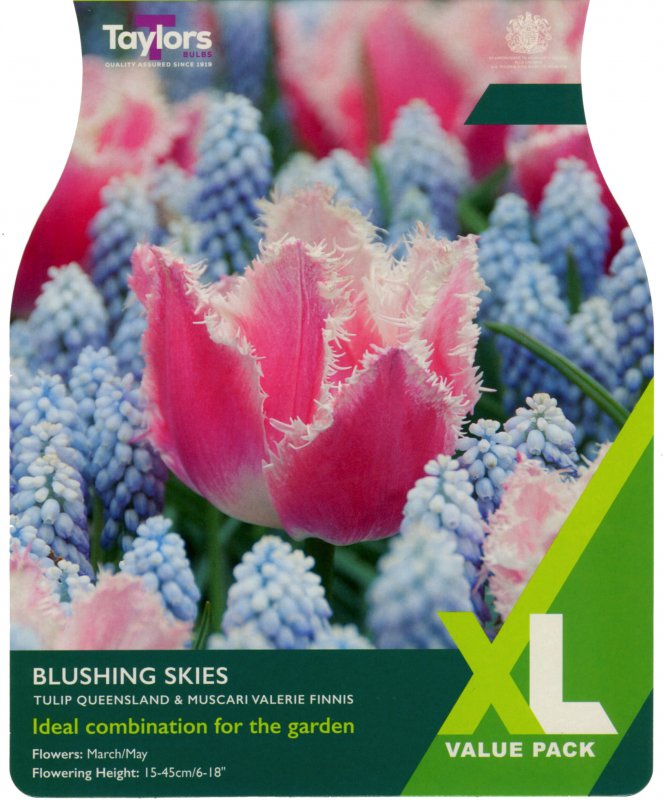 XL111-Blushing-Skies-scaled