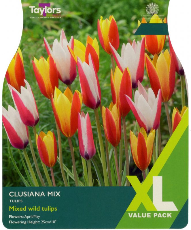 XL554-Clusiana-Mix-scaled