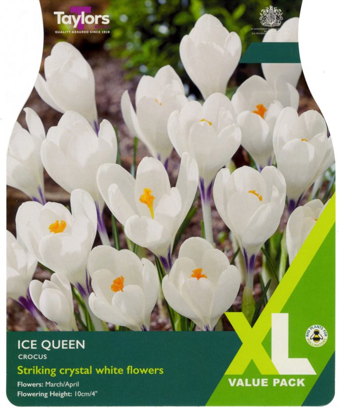 XL663-Crocus-Ice-Queen-scaled