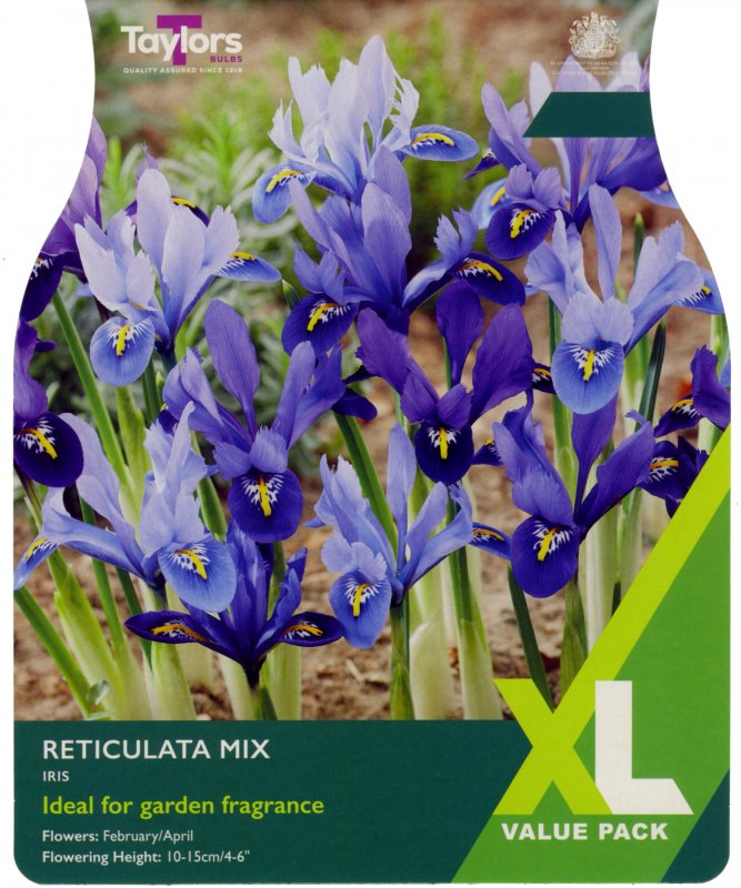 XL779-Iris-Reticulata-Mixed-scaled