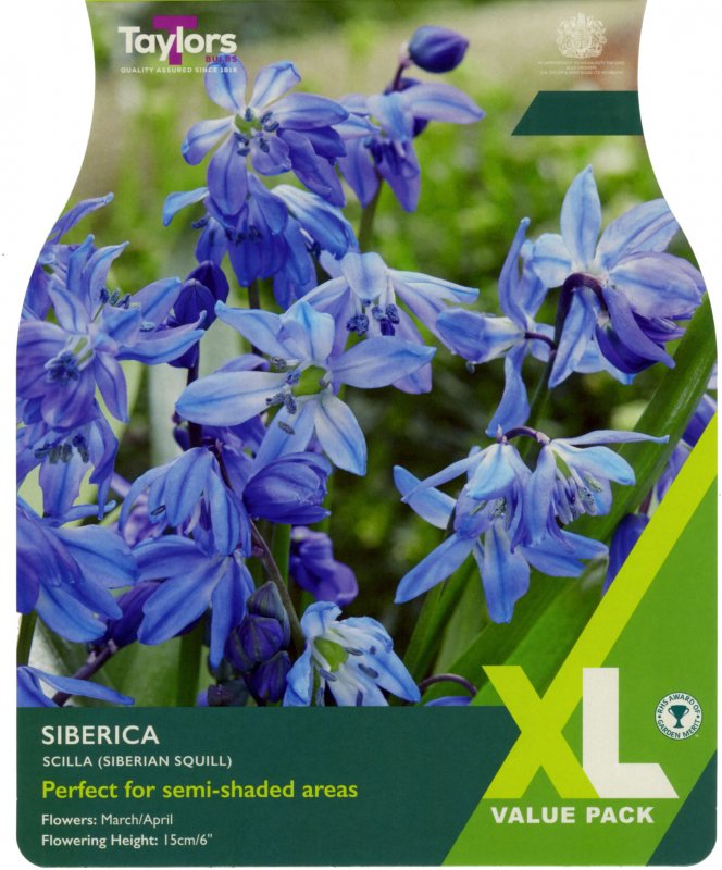 XL815-Scilla-Siberica-scaled