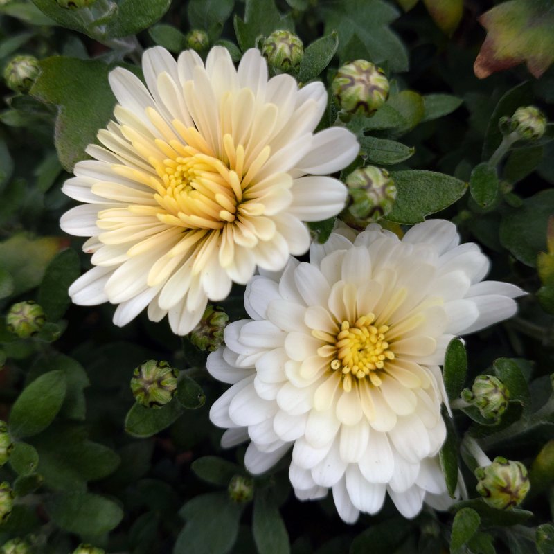 BEDD GardenMumsWhiteShades