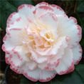 CAMELLIAJAPMARGARETDAVIS