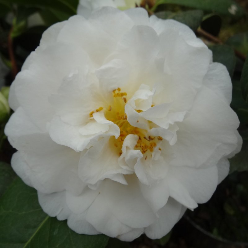 CAMELLIA E T R Carlyon LARGE