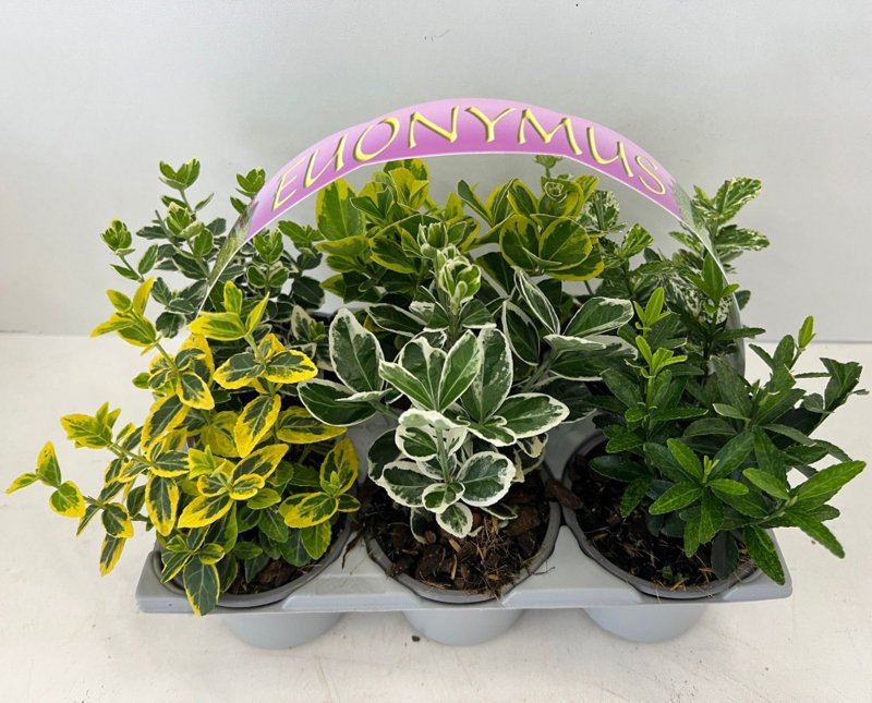 BEDD Euonymus 6pk