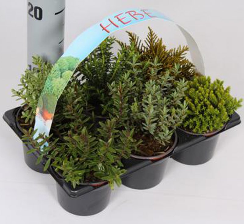BEDD Hebe 6pk