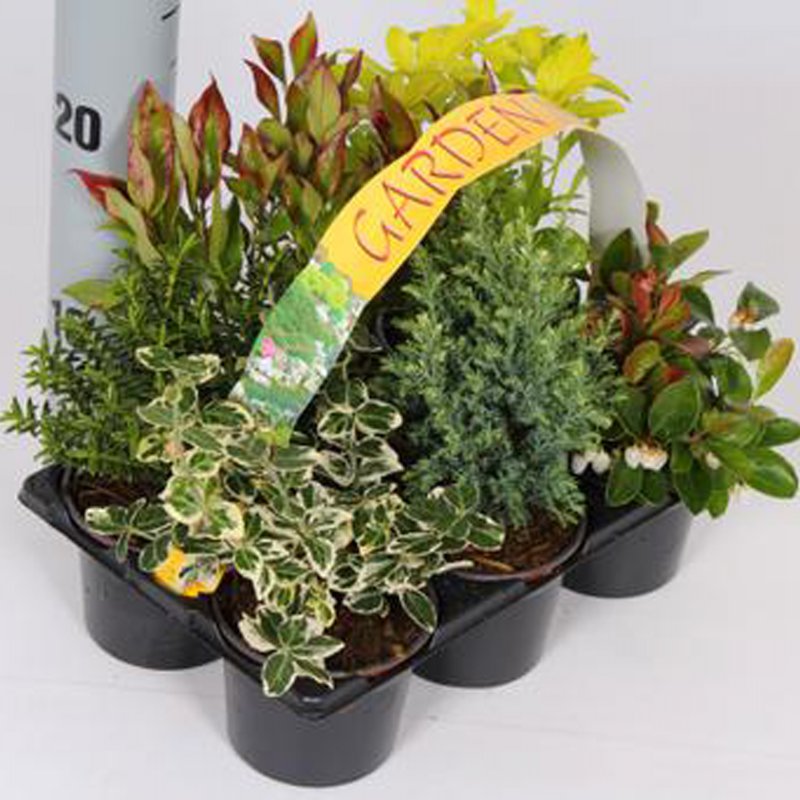 BEDD Shrub 6pk