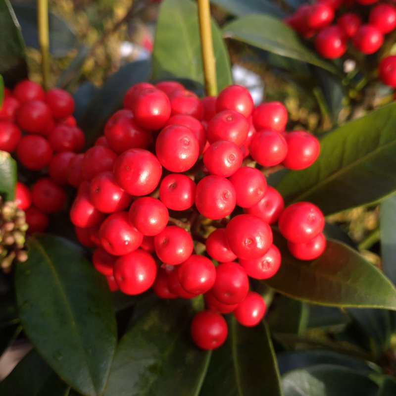 SHRUBSkimmiaJaponicaPabella