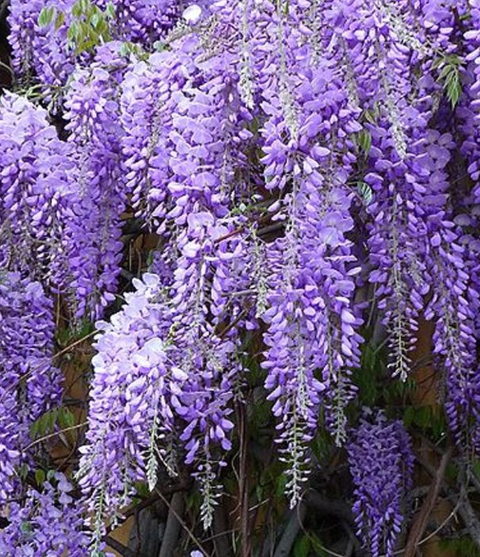 WisteriaProlific