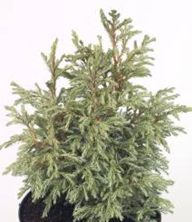 CONIFERCHAMAECYPARISPISIFERABABYBLUELARGE