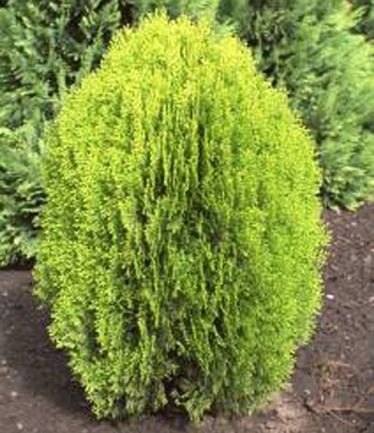 CONIFERPlatycladus orientalis 'Aurea Nana'