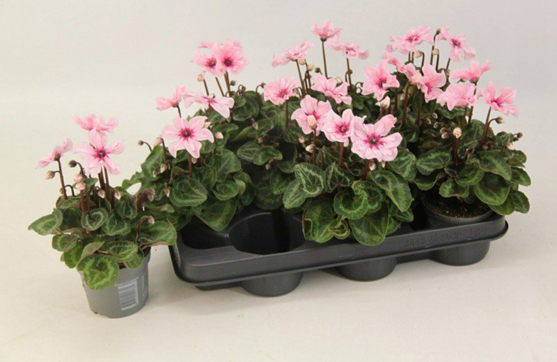 HOUSE Cyclamen Illusia 522382