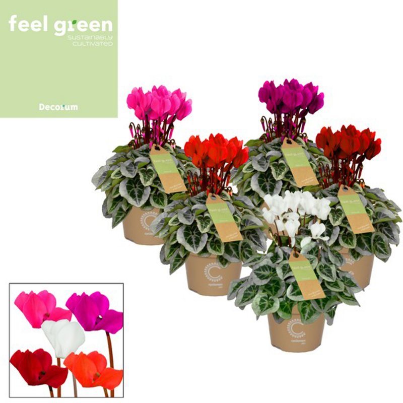 HOUSE Cyclamen SS Picasso ( Silverleaf) Mix 320230