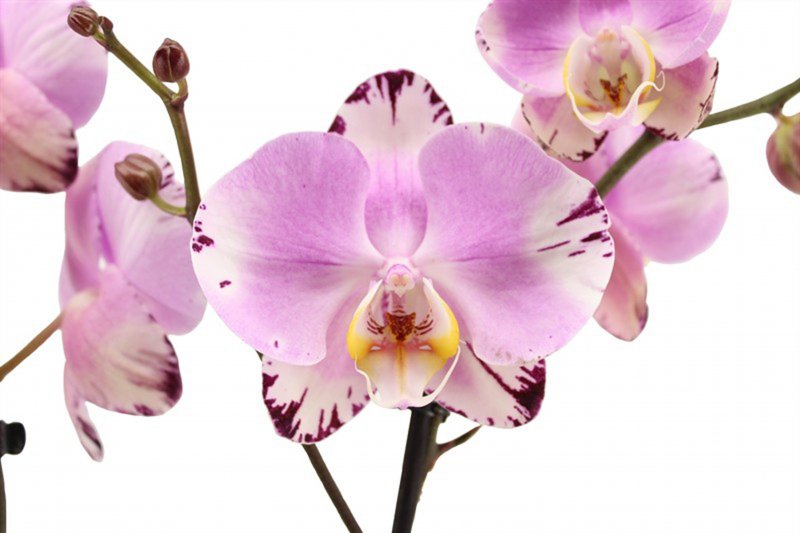 HOUSE Phalaenopsis Art Nouveau 2t 16+ 467254