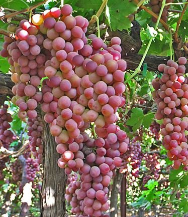 FRUITGRAPEFLAMESEEDLESSLARGE