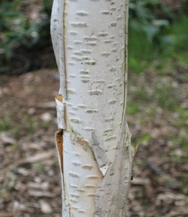 TREEBETULAJACQUEMONTIISMALL