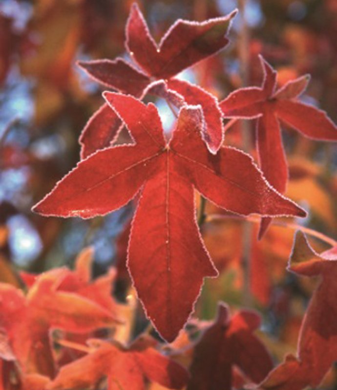 LiquidamberPaloAlto