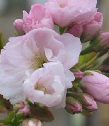 TREEPRUNUSAMANOGOWALARGE